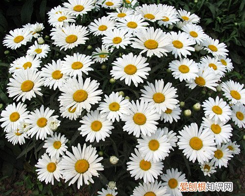 代表友谊的花有哪些朋友生日送几朵花合适