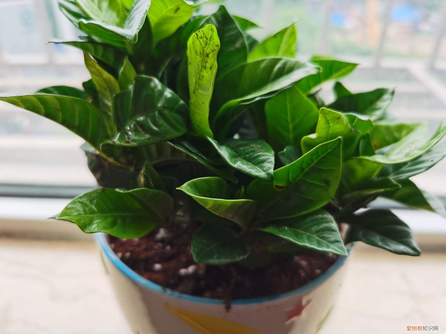 栀子花夏天怎么养护有黄叶 栀子花夏天怎么养