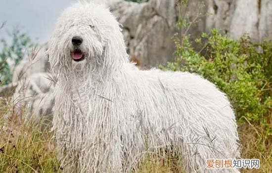 不掉毛的中型犬有哪些 不掉毛的中型犬