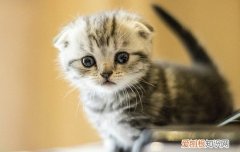 猫不喜欢新猫砂怎么办 怎么让猫适应新猫砂