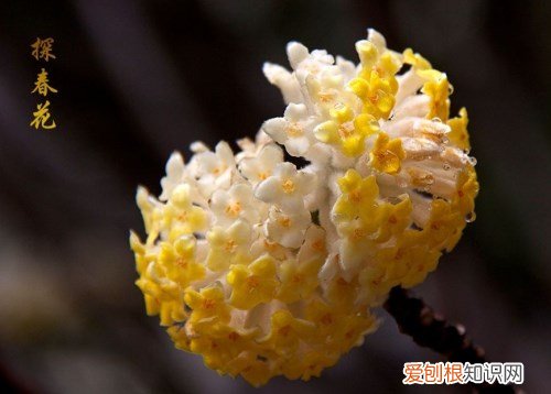 迎春花几月开 迎春花的品种有哪些