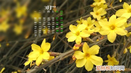 迎春花几月开 迎春花的品种有哪些