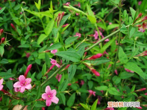 迎春花几月开 迎春花的品种有哪些