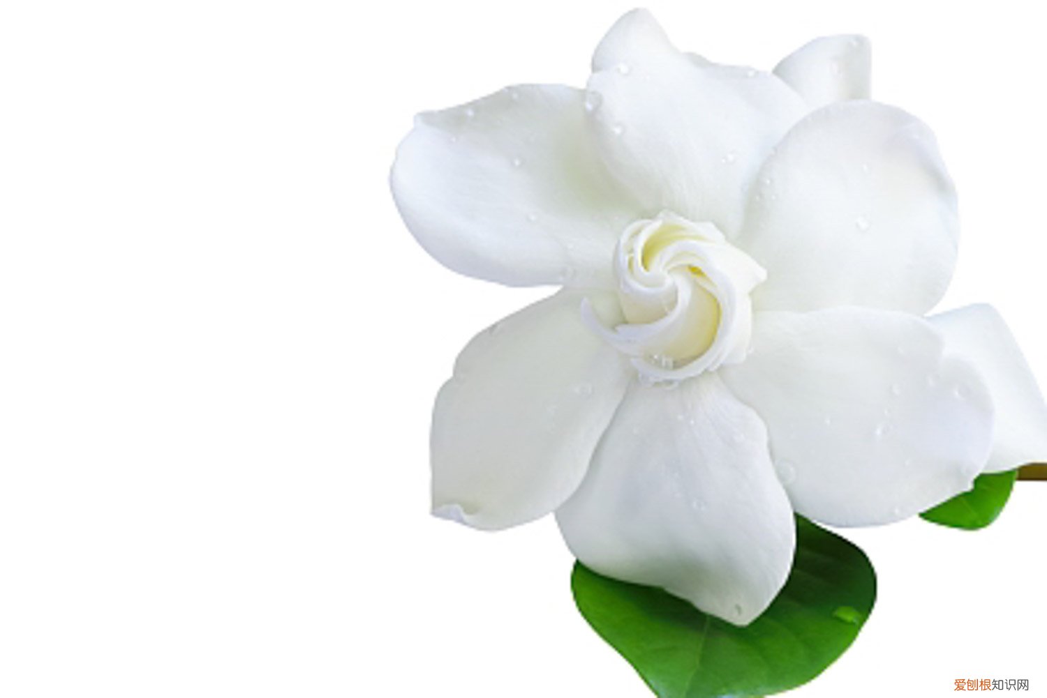 栀子花用什么盆好 栀子花用什么盆养