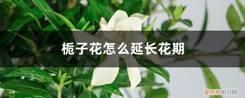 栀子花怎么延长花期视频 栀子花怎么延长花期