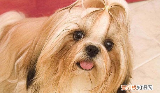 怎么让狗关笼子不叫唤 让狗狗关笼子不叫唤的办法