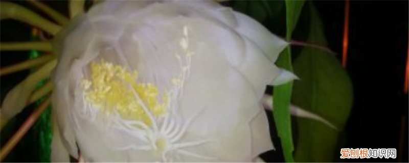 昙花耐多少低温 昙花怎么过冬，耐寒温度是多少