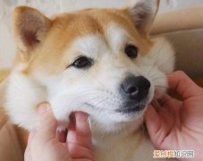 狗狗眼睛流脓怎么回事 狗狗眼睛流脓的原因