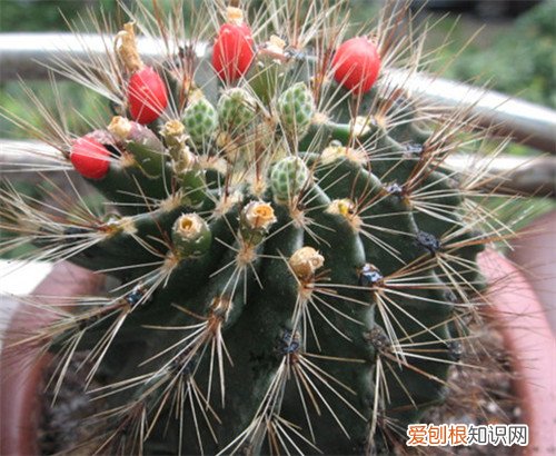 仙人球种类怎么分 仙人球哪个品种好