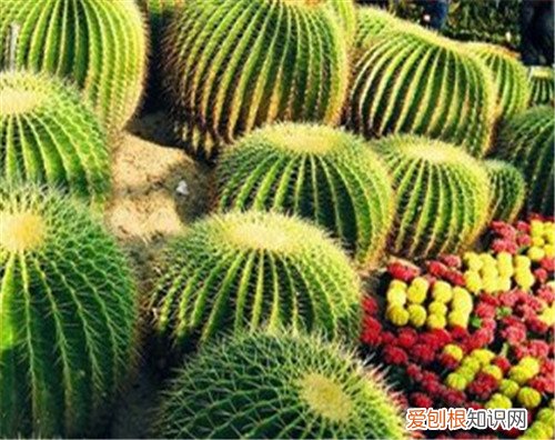 仙人球种类怎么分 仙人球哪个品种好