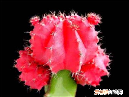 仙人球种类怎么分 仙人球哪个品种好