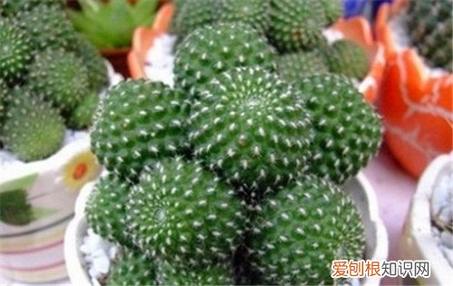 仙人球种类怎么分 仙人球哪个品种好