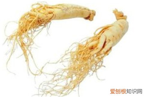 花旗参价格一般是多少 花旗参与人参的四个区别