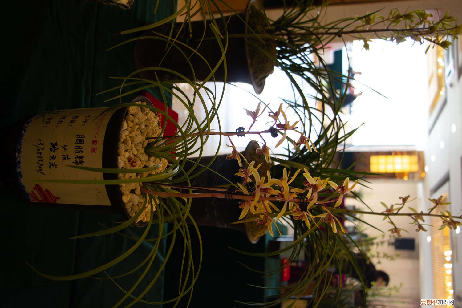 月季枝条压一压就出芽 月季兰花…轻轻掰一下，10天冒小芽，1个月就爆盆！