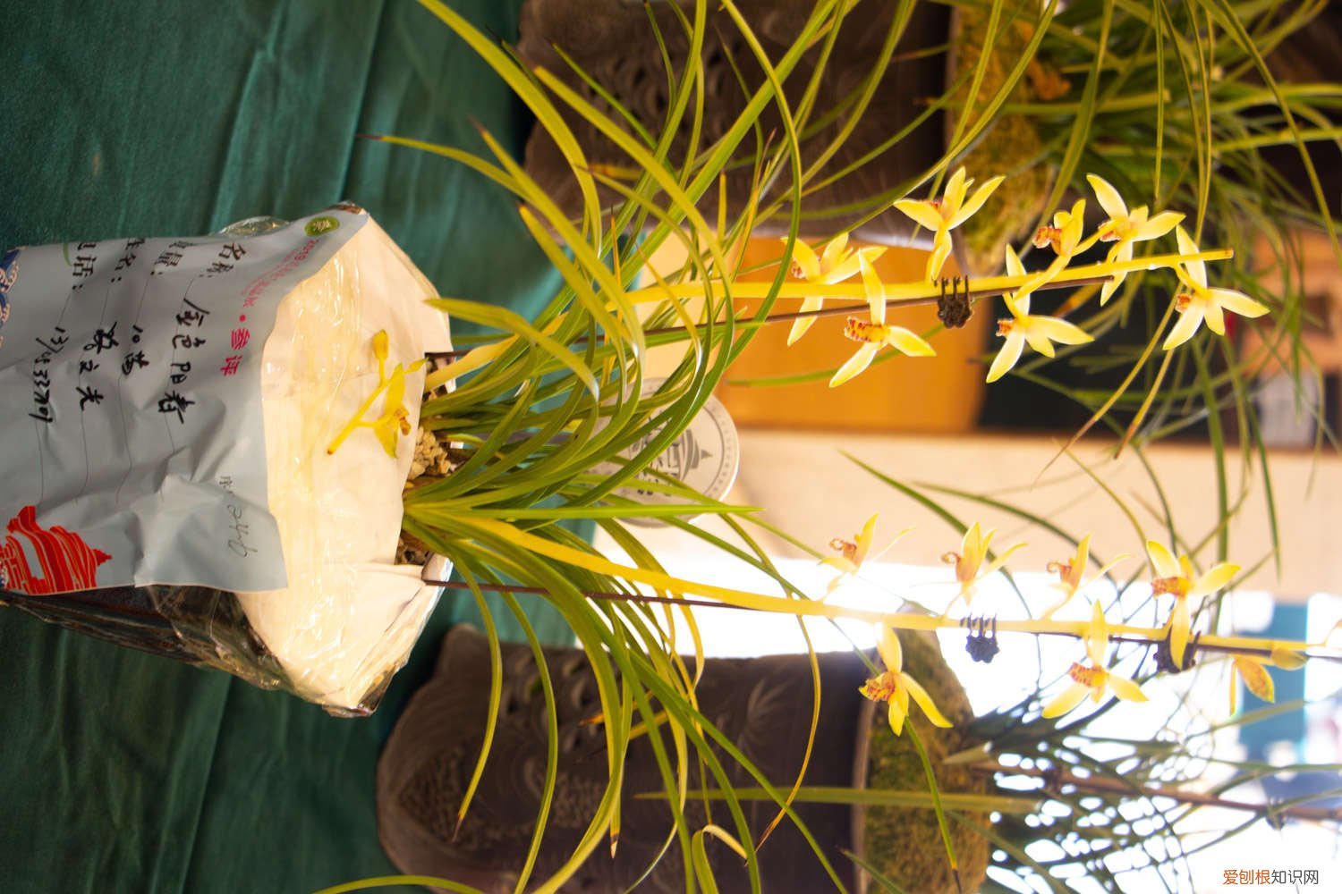 月季枝条压一压就出芽 月季兰花…轻轻掰一下，10天冒小芽，1个月就爆盆！