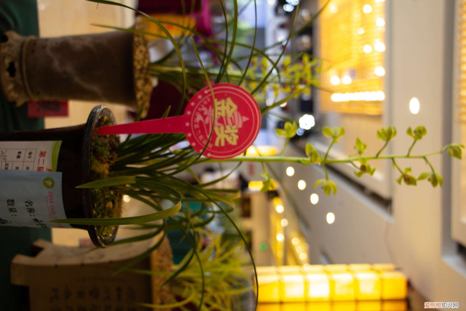 月季枝条压一压就出芽 月季兰花…轻轻掰一下，10天冒小芽，1个月就爆盆！