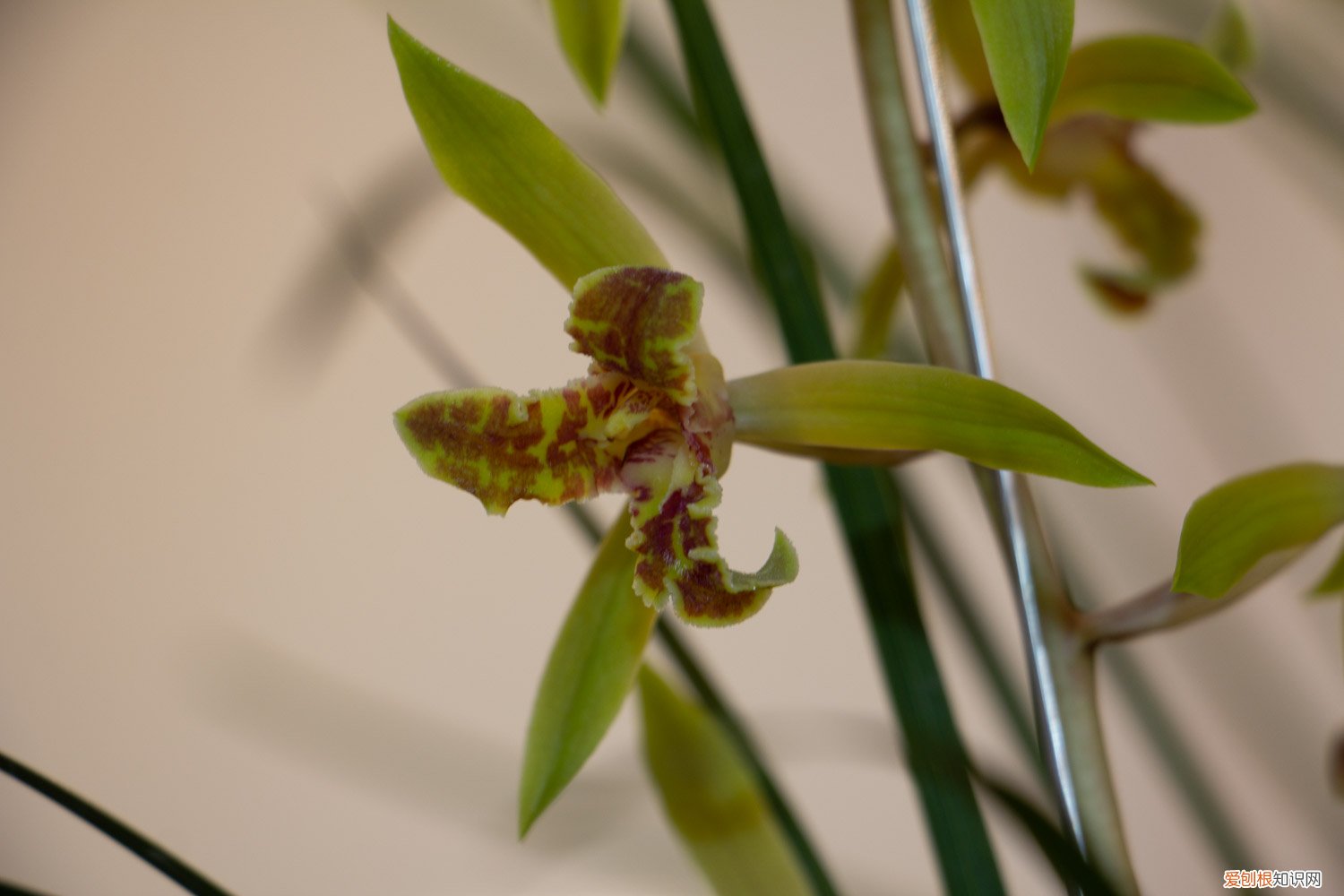 月季枝条压一压就出芽 月季兰花…轻轻掰一下，10天冒小芽，1个月就爆盆！