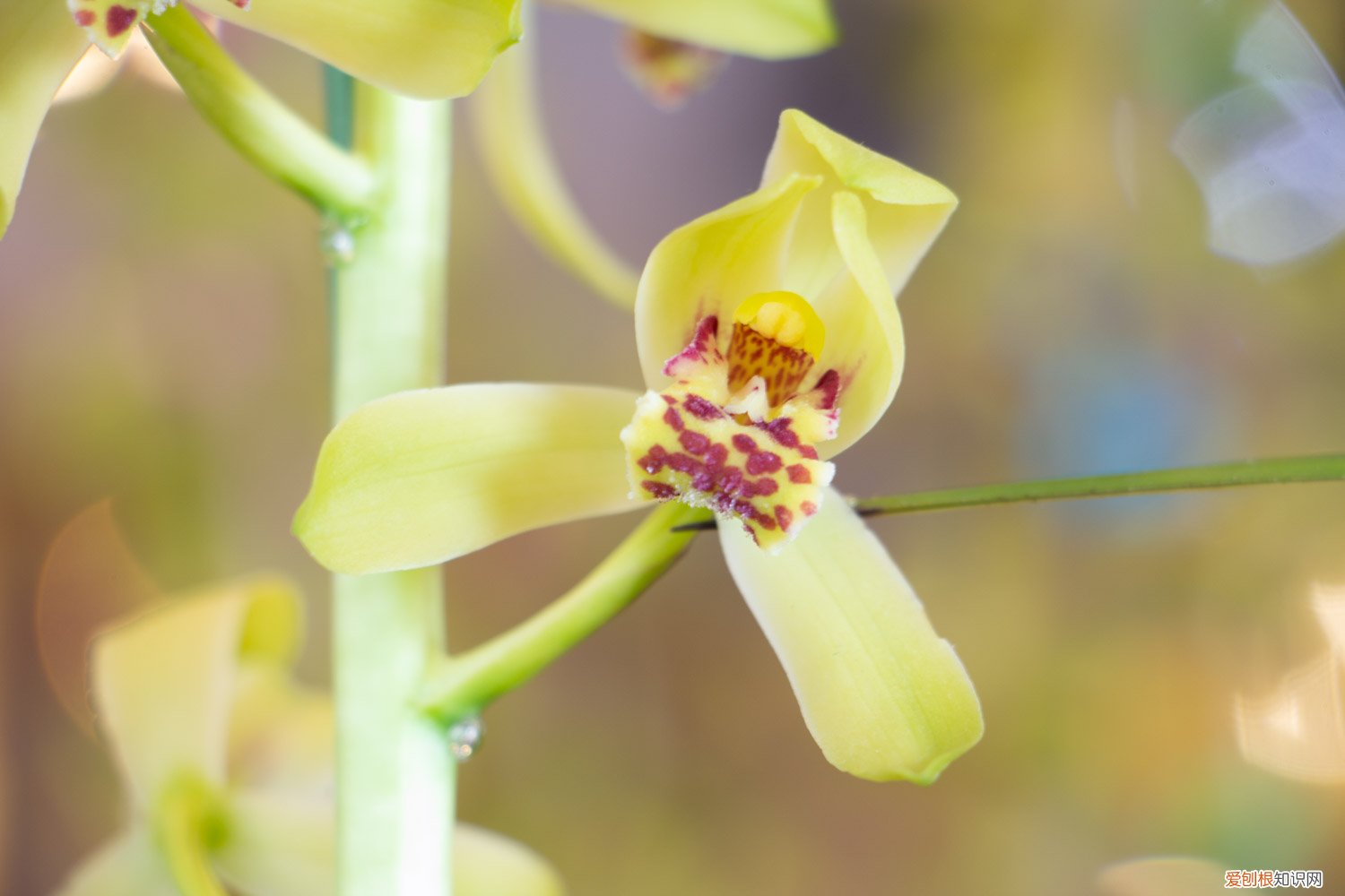 月季枝条压一压就出芽 月季兰花…轻轻掰一下，10天冒小芽，1个月就爆盆！