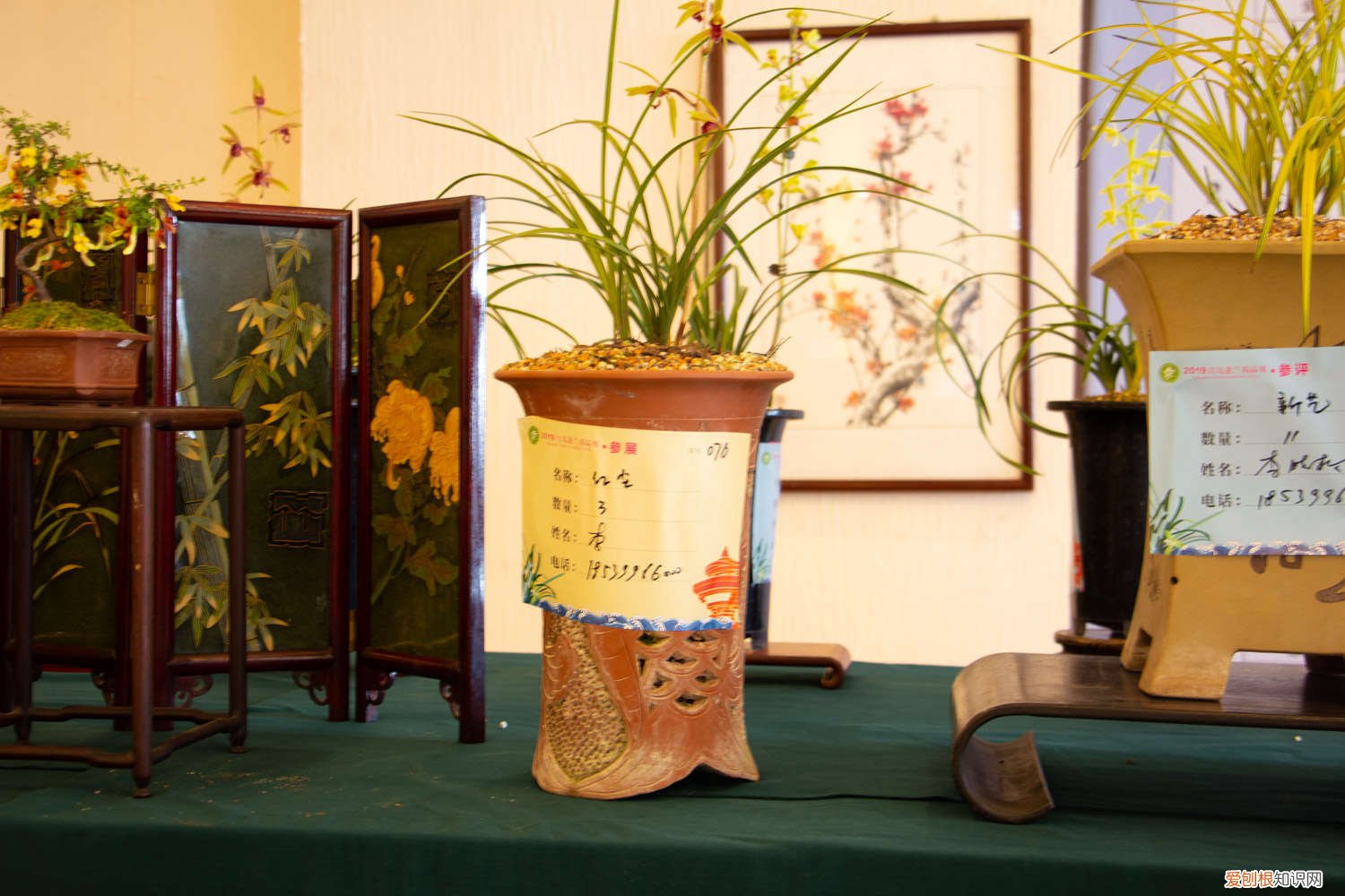 月季枝条压一压就出芽 月季兰花…轻轻掰一下，10天冒小芽，1个月就爆盆！