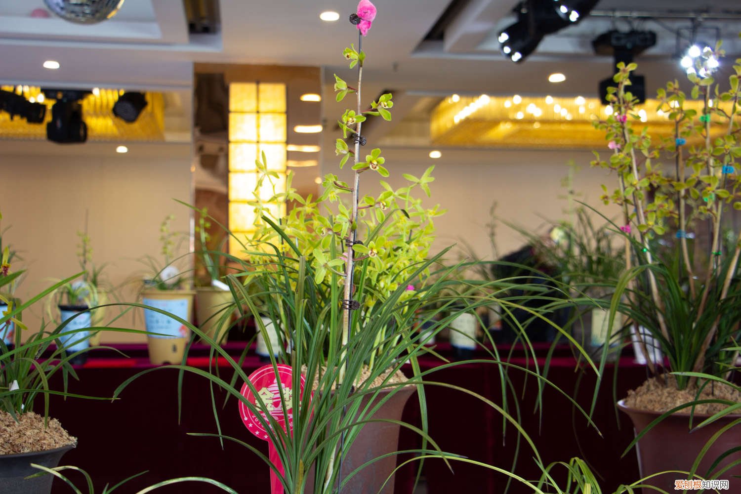 月季枝条压一压就出芽 月季兰花…轻轻掰一下，10天冒小芽，1个月就爆盆！