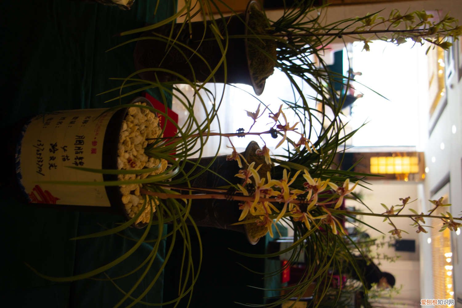 月季枝条压一压就出芽 月季兰花…轻轻掰一下，10天冒小芽，1个月就爆盆！