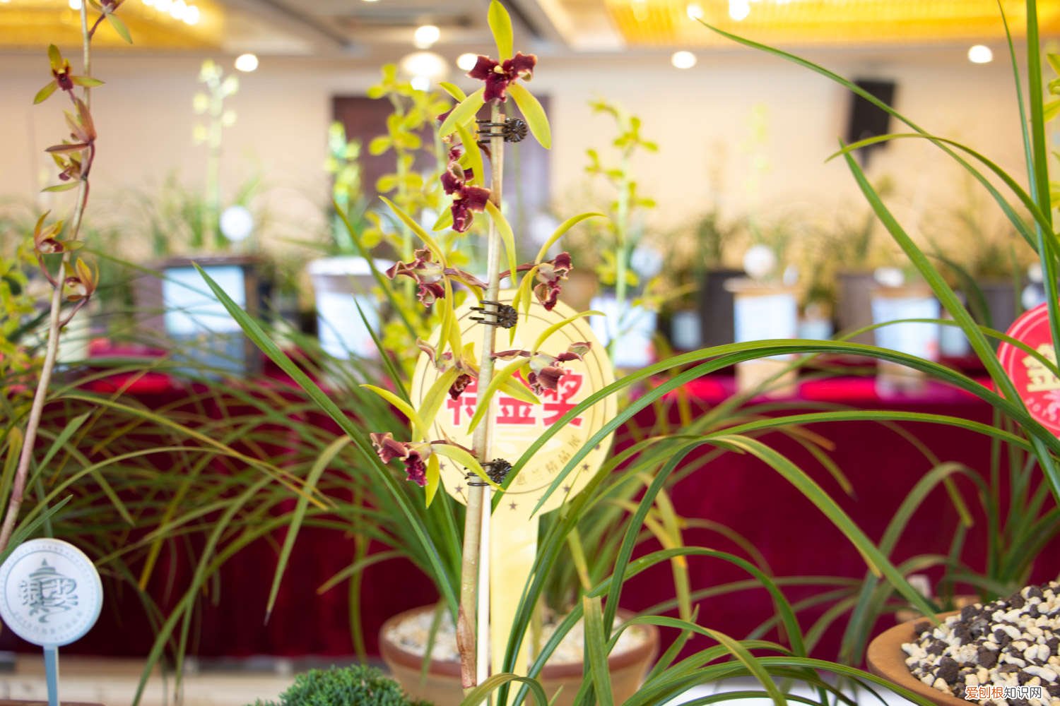 月季枝条压一压就出芽 月季兰花…轻轻掰一下，10天冒小芽，1个月就爆盆！