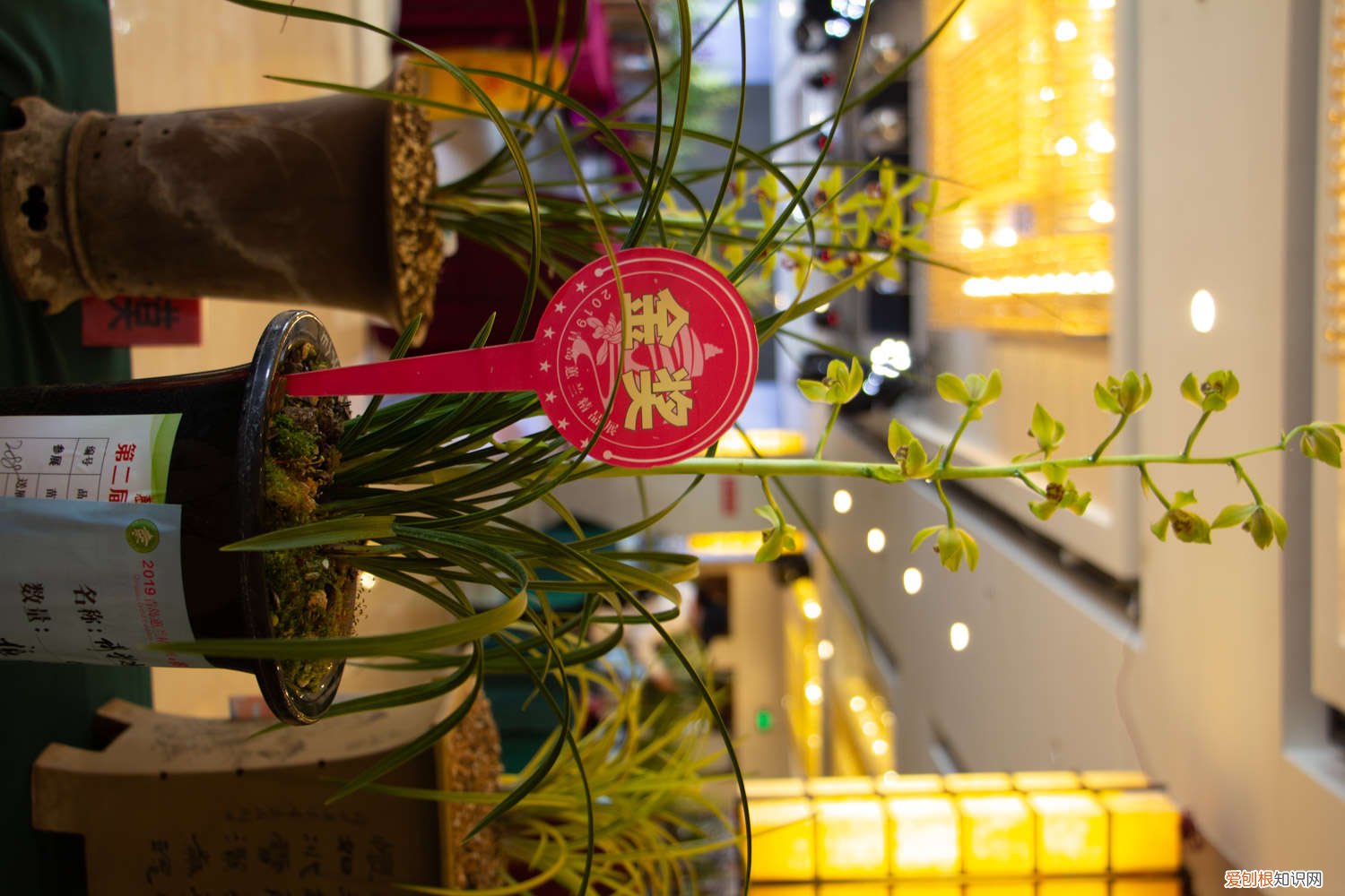 月季枝条压一压就出芽 月季兰花…轻轻掰一下，10天冒小芽，1个月就爆盆！