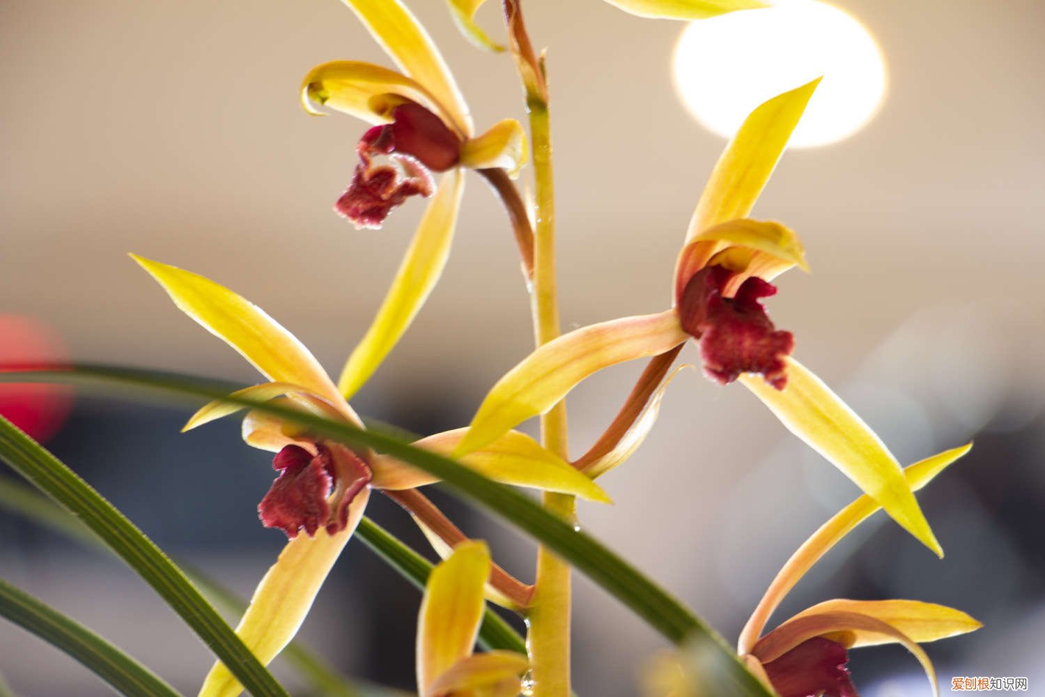 月季枝条压一压就出芽 月季兰花…轻轻掰一下，10天冒小芽，1个月就爆盆！