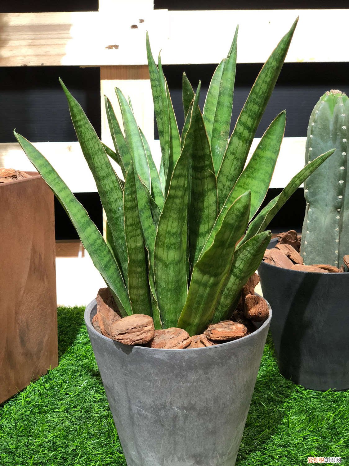 10年的虎皮兰，年年开花结果，秘诀竟然这么简单！