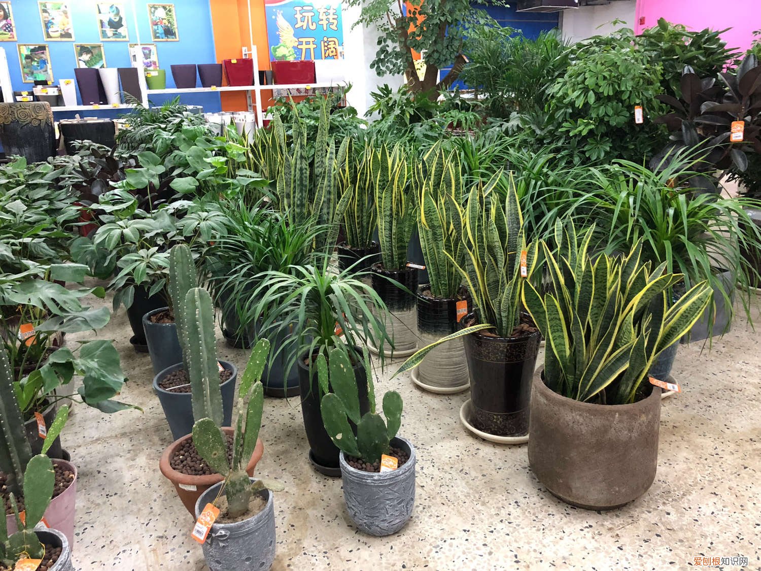 10年的虎皮兰，年年开花结果，秘诀竟然这么简单！