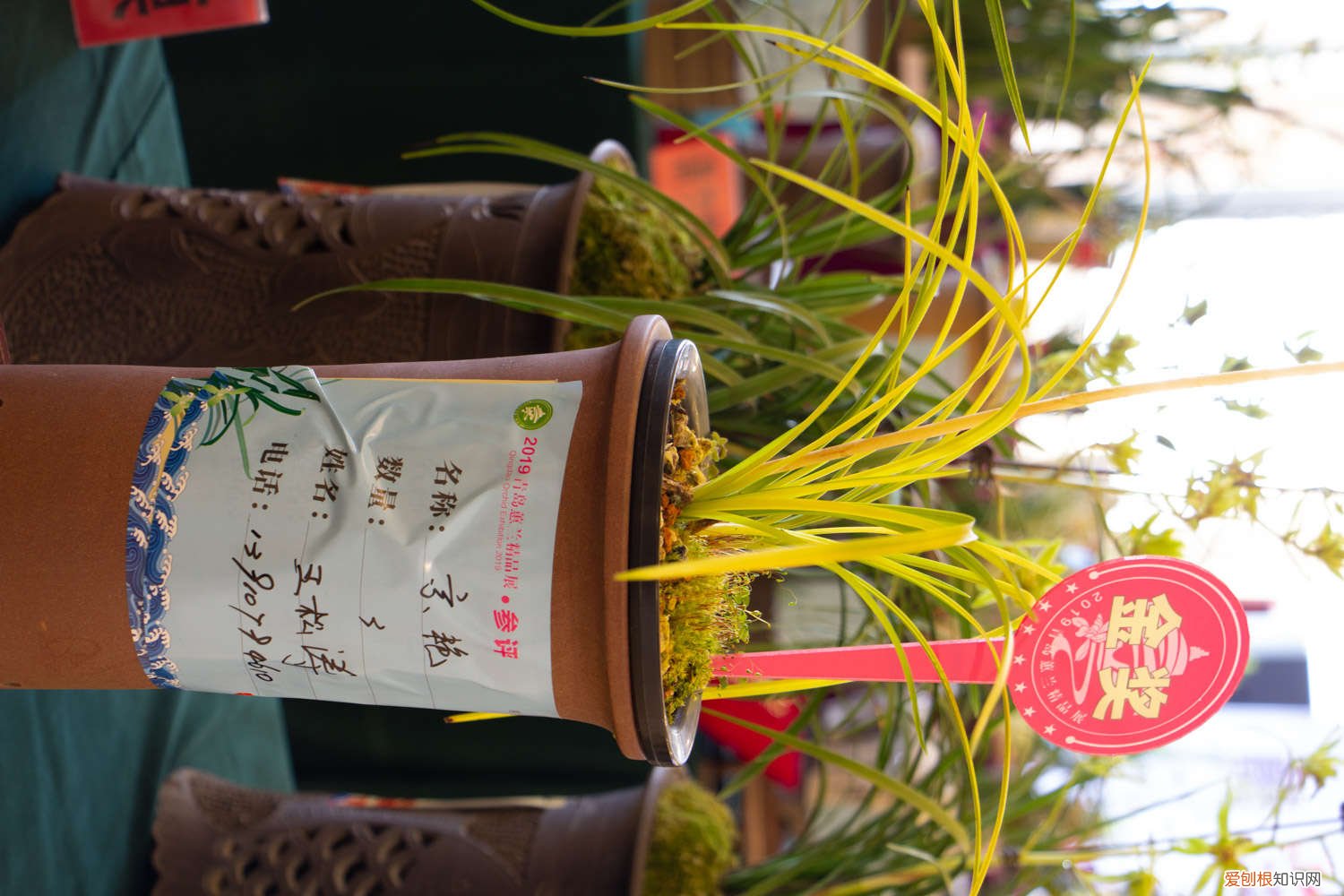 对子兰花怎么养才能开花 兰花怎么养才能开花