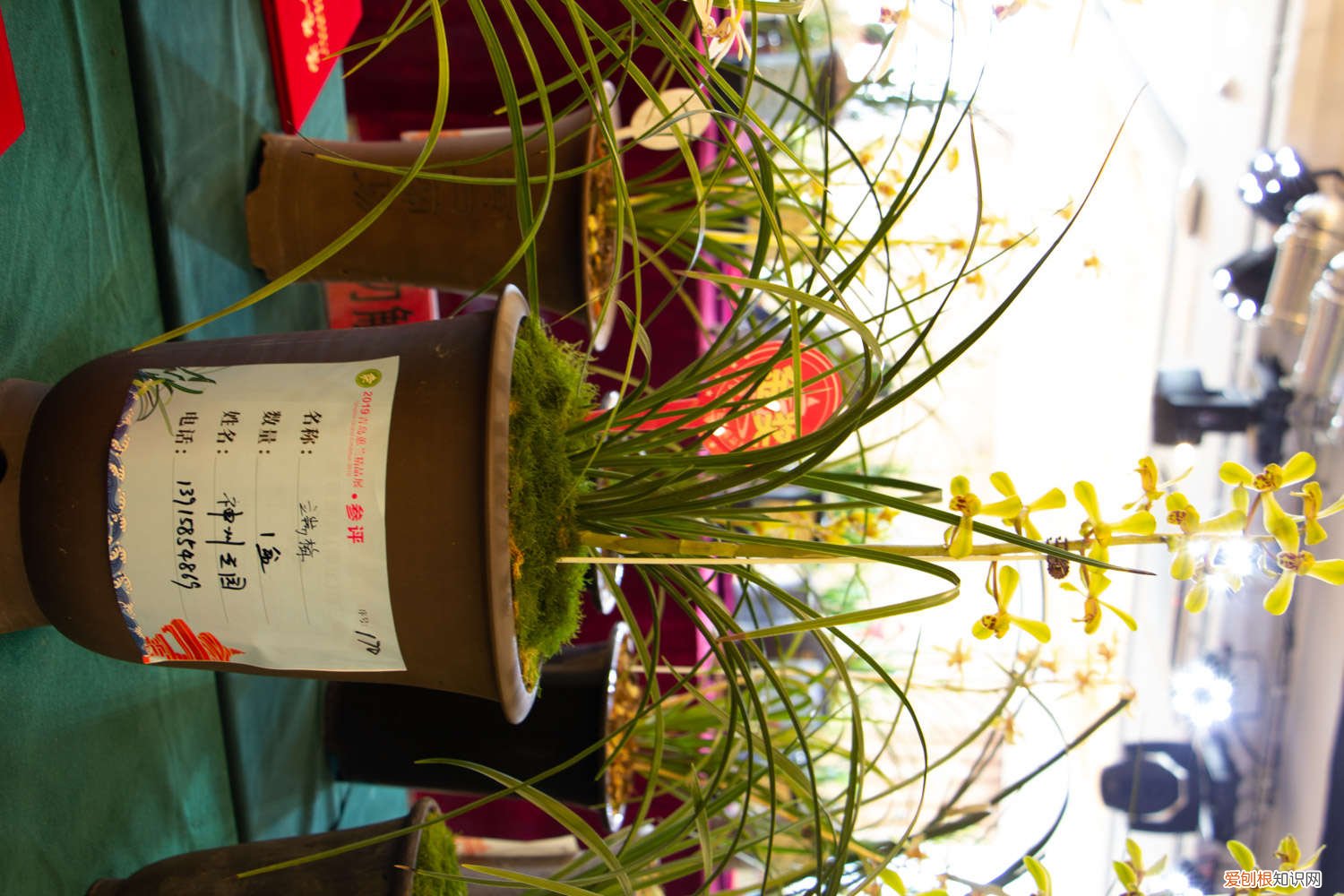 对子兰花怎么养才能开花 兰花怎么养才能开花