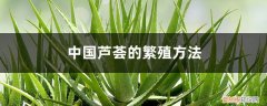 芦荟是怎么繁殖的? 中国芦荟的繁殖方法