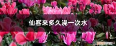 仙客来多少天浇一次水 仙客来多久浇一次水