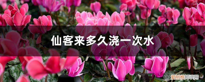 仙客来多少天浇一次水 仙客来多久浇一次水