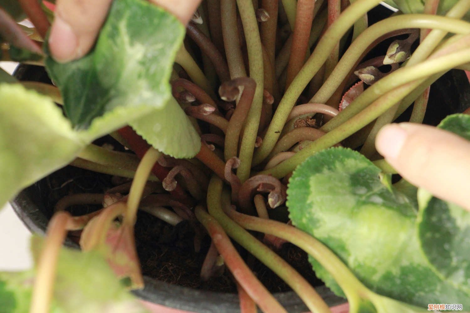 仙客来多少天浇一次水 仙客来多久浇一次水