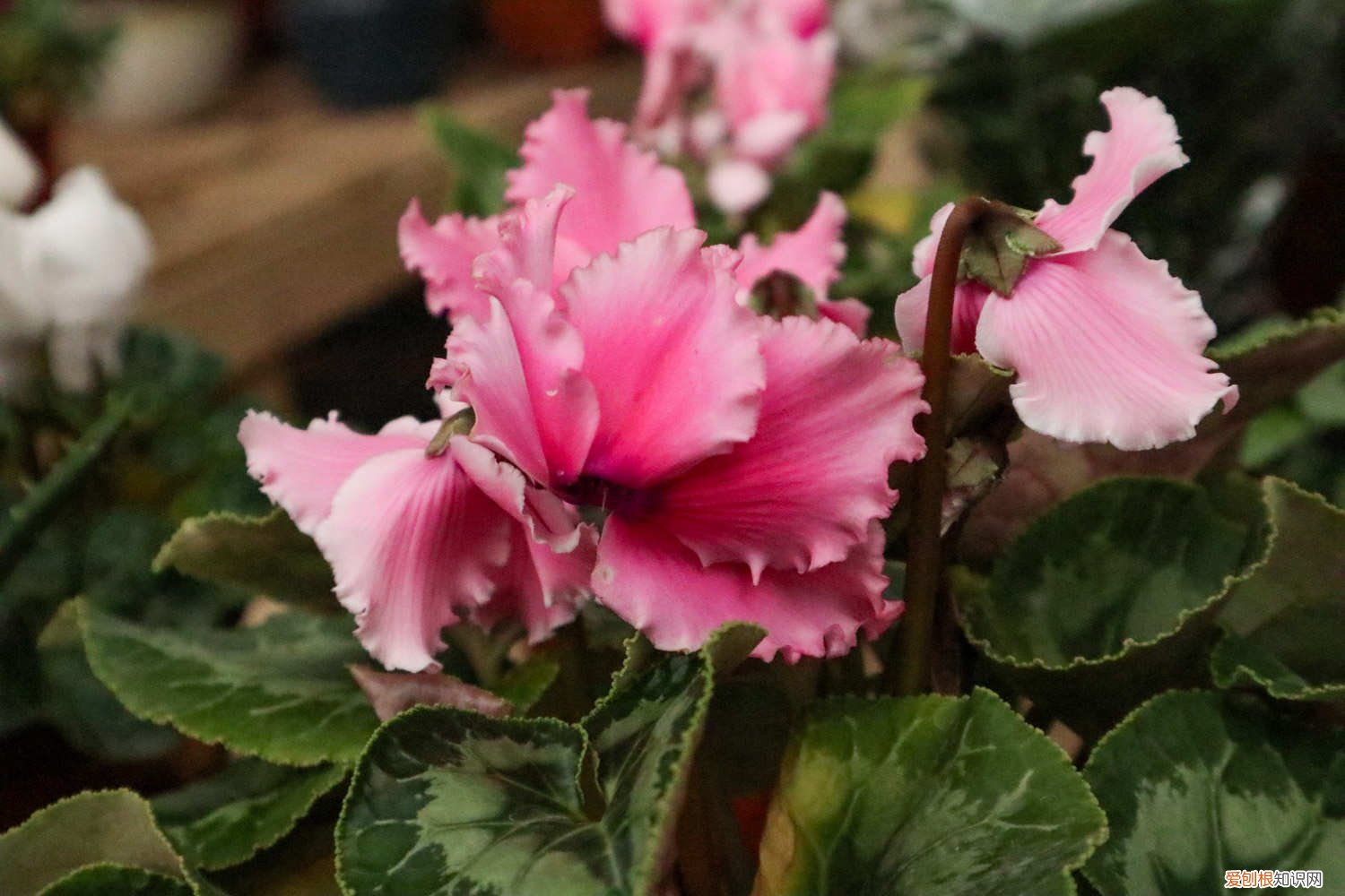 仙客来冬天怎么养怎样浇水 仙客来冬天怎么养