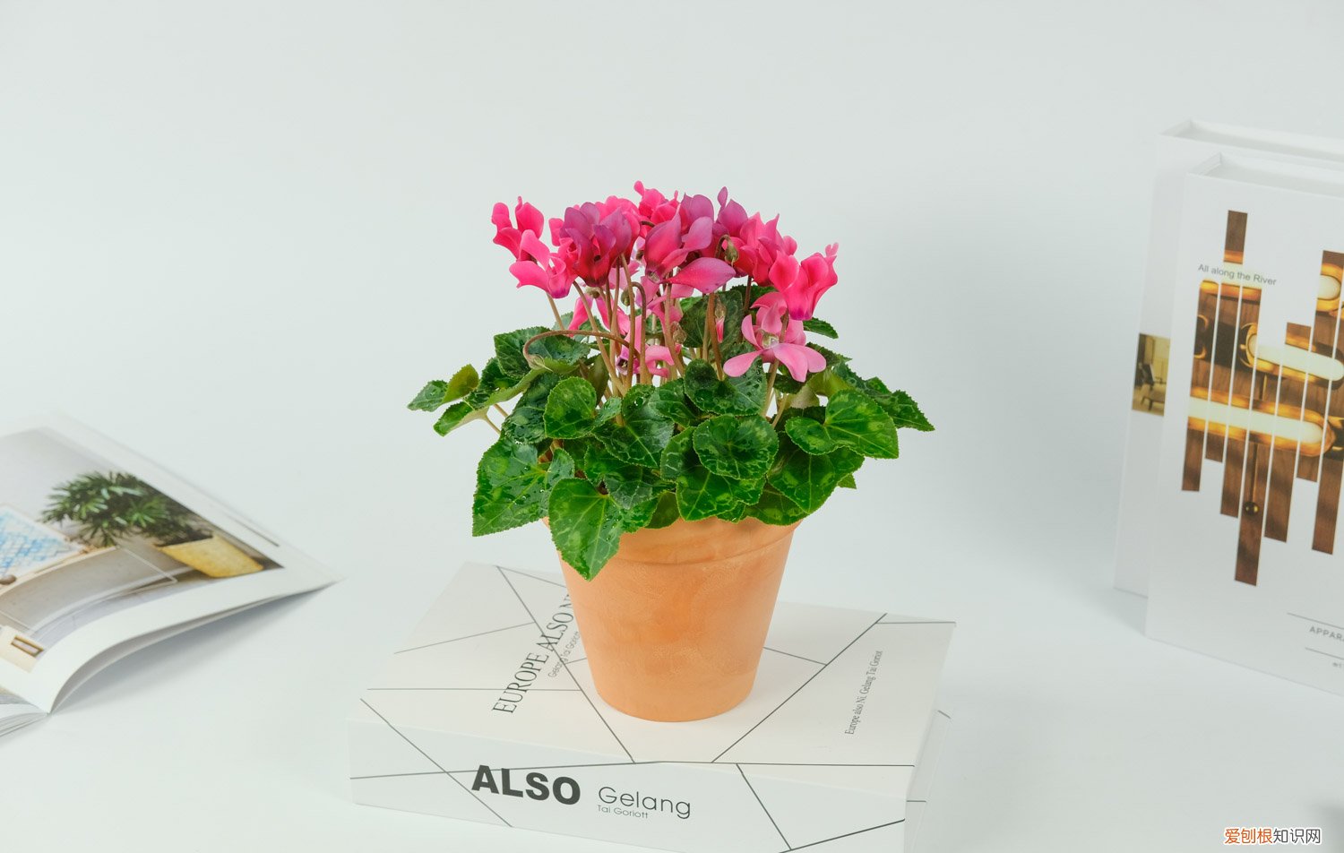 仙客来冬天怎么养怎样浇水 仙客来冬天怎么养