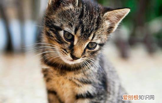 猫毛发发黄怎么办 猫毛发黄是怎么回事