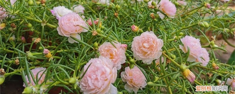 太阳花怎么过冬,冬天怎么修剪视频 太阳花怎么过冬，冬天怎么修剪