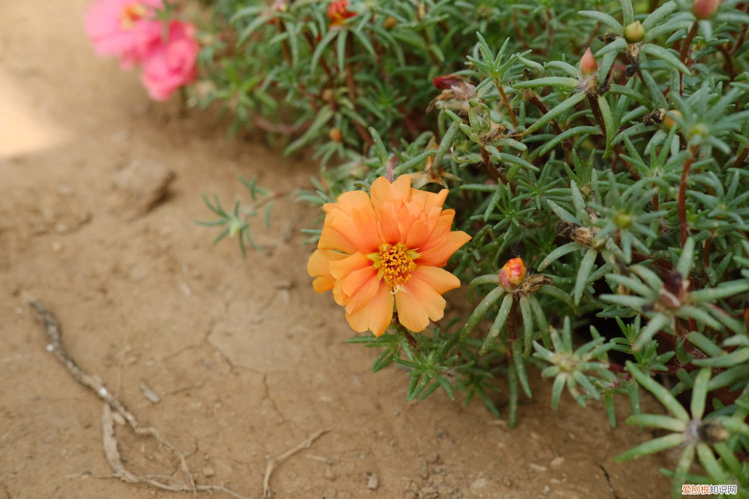 太阳花怎么过冬,冬天怎么修剪视频 太阳花怎么过冬，冬天怎么修剪