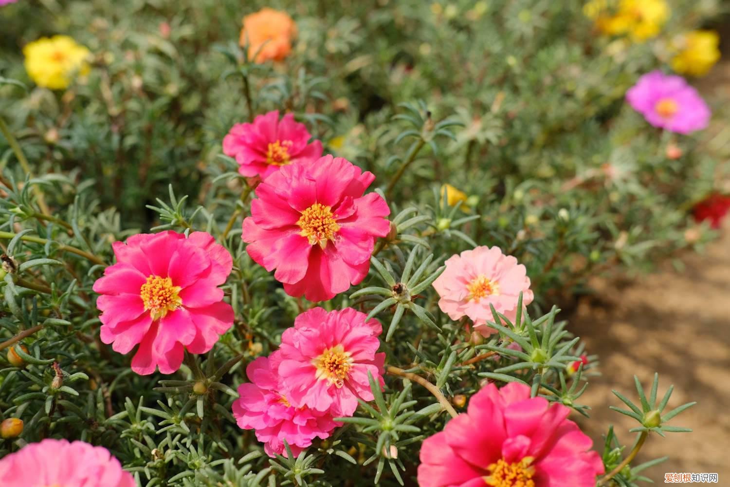 太阳花怎么过冬,冬天怎么修剪视频 太阳花怎么过冬，冬天怎么修剪