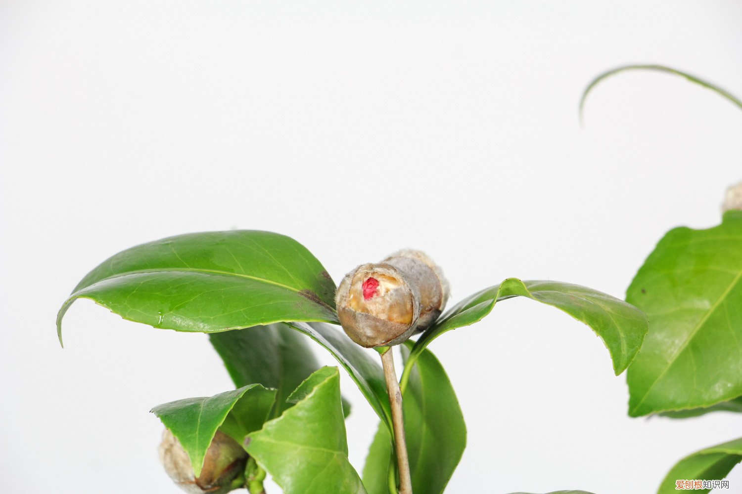 茶花花期如何养护 茶花花期怎么养护