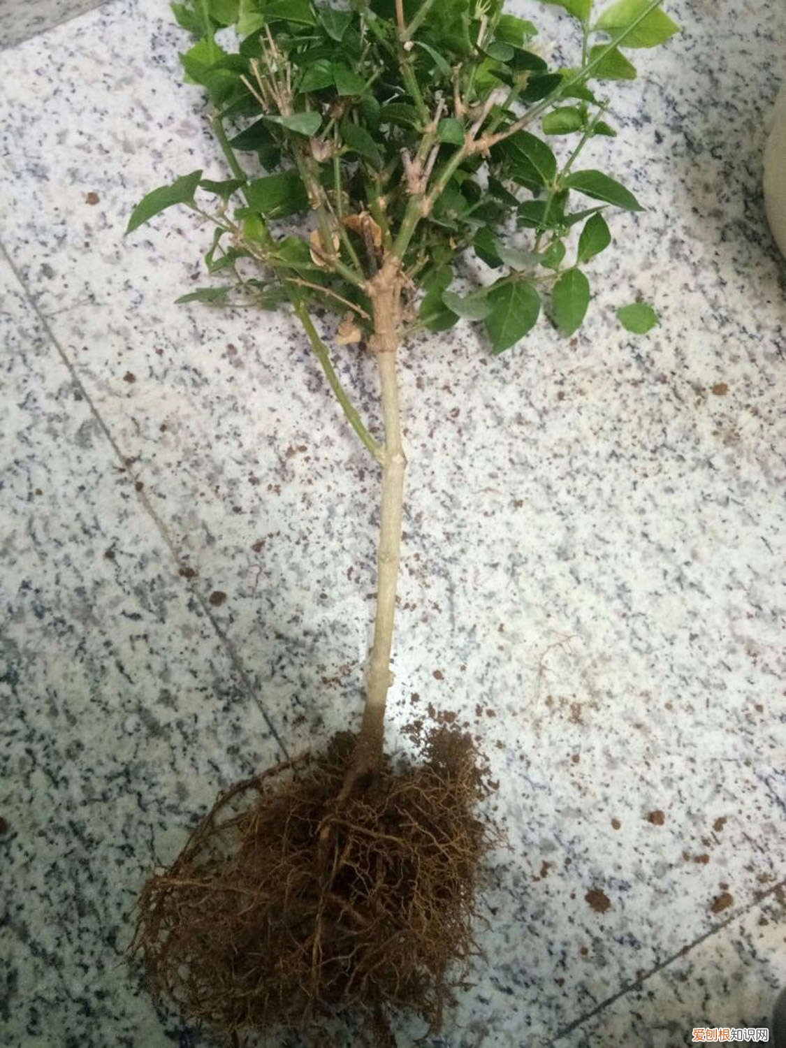 刚移栽的茉莉花怎么养 刚栽的茉莉花怎么养