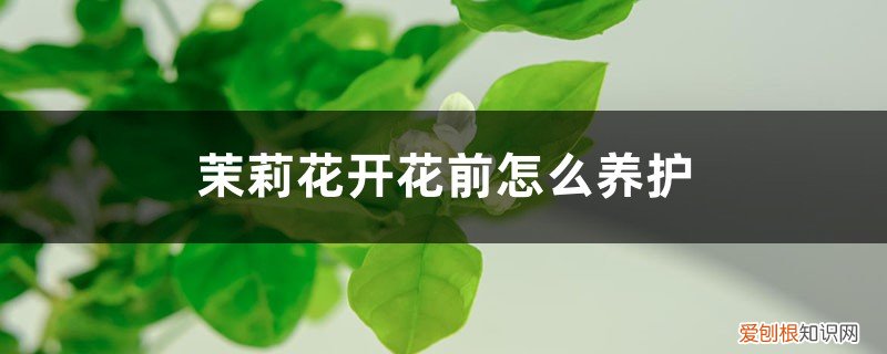 茉莉花开花后养护方法 茉莉花开花前怎么养护