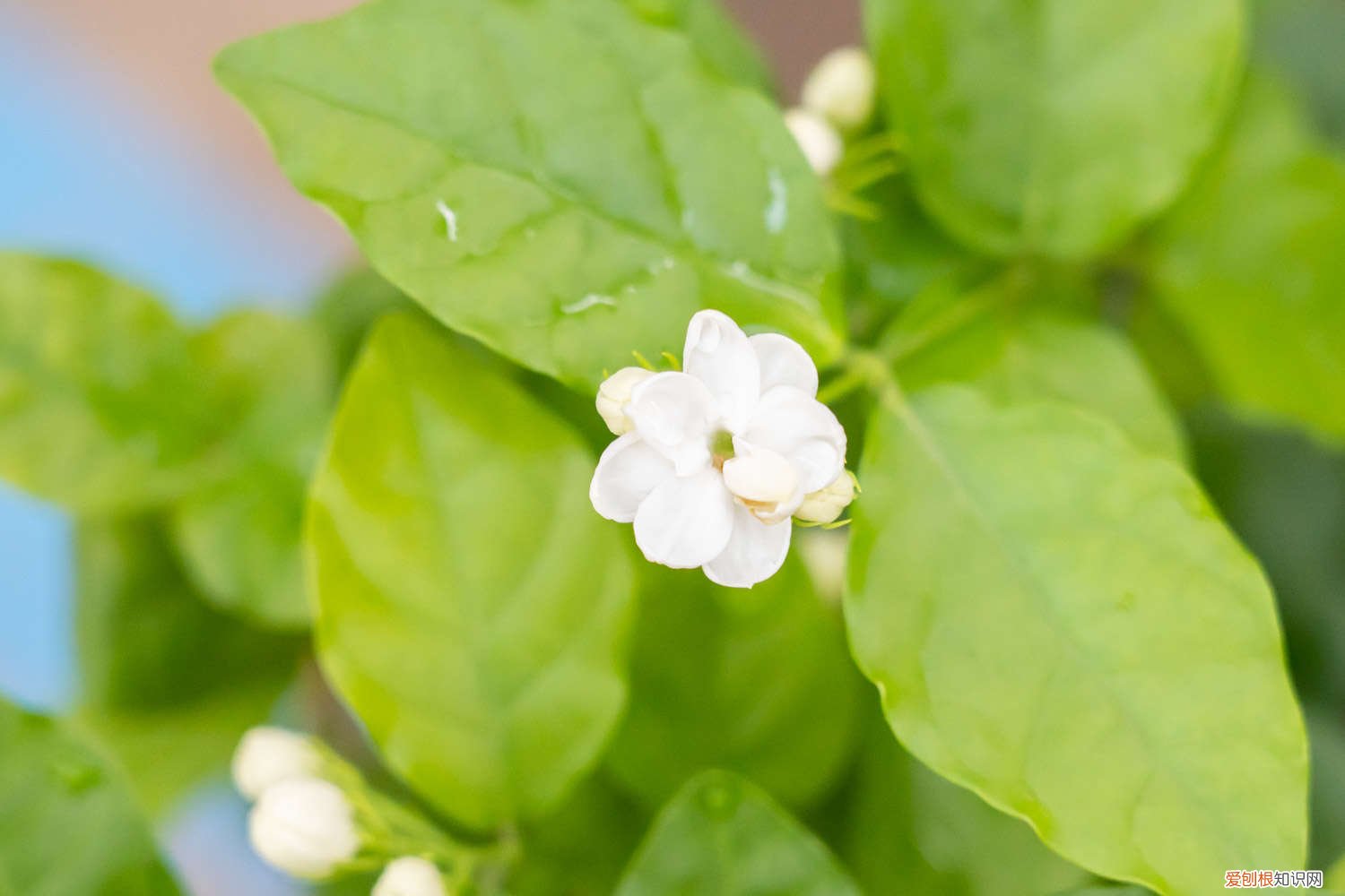茉莉花开花后养护方法 茉莉花开花前怎么养护