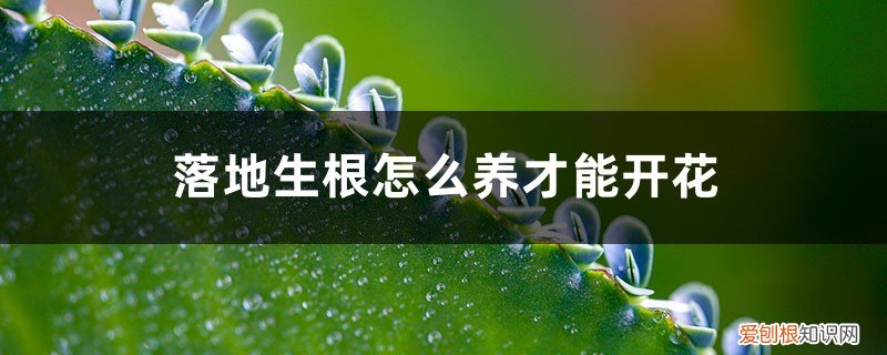 落地生根花怎样养 落地生根怎么养才能开花