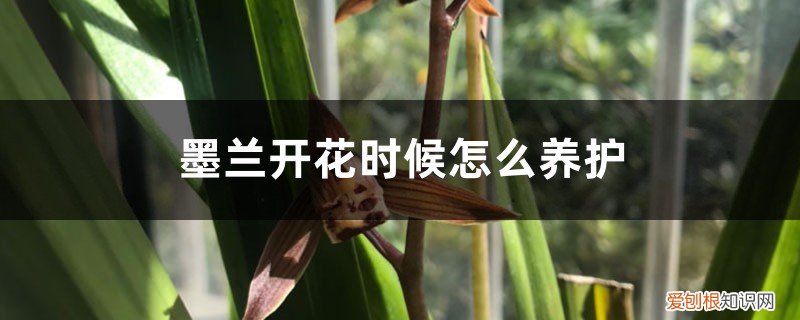 墨兰开花时候怎么养护视频 墨兰开花时候怎么养护