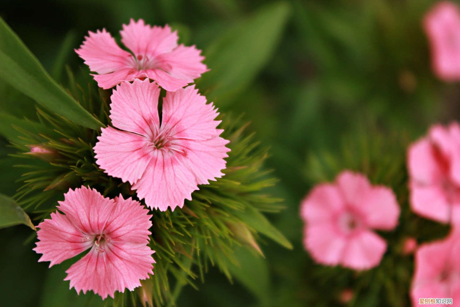 石竹开花怎么养护视频 石竹开花怎么养护