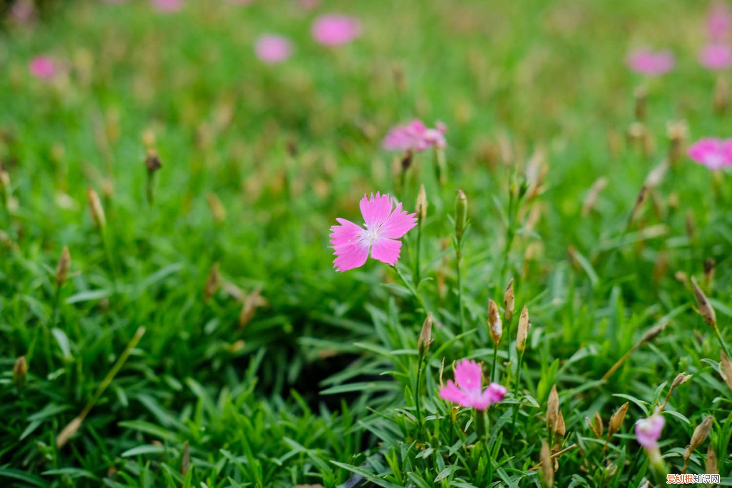 石竹怎么移栽才能活 石竹怎么移栽